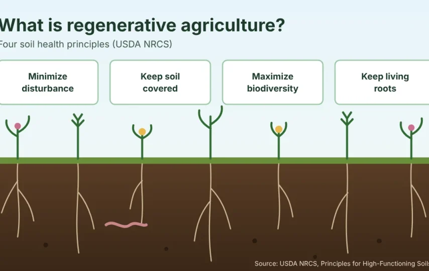 Diagram of the four soil health principles of regenerative agriculture: minimize disturbance, keep the soil covered, maximize biodiversity and keep living roots, above a soil profile
